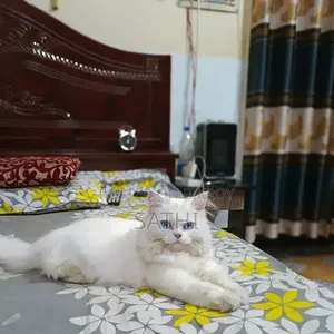 6-12 Months Male Purebred Persian