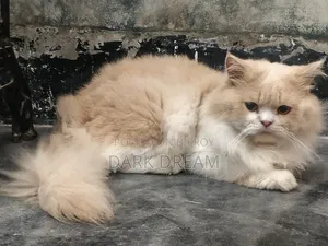 6-12 Months Male Purebred Persian