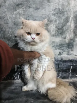 6-12 Months Male Purebred Persian