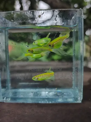 লিং ফিন জেব্রা