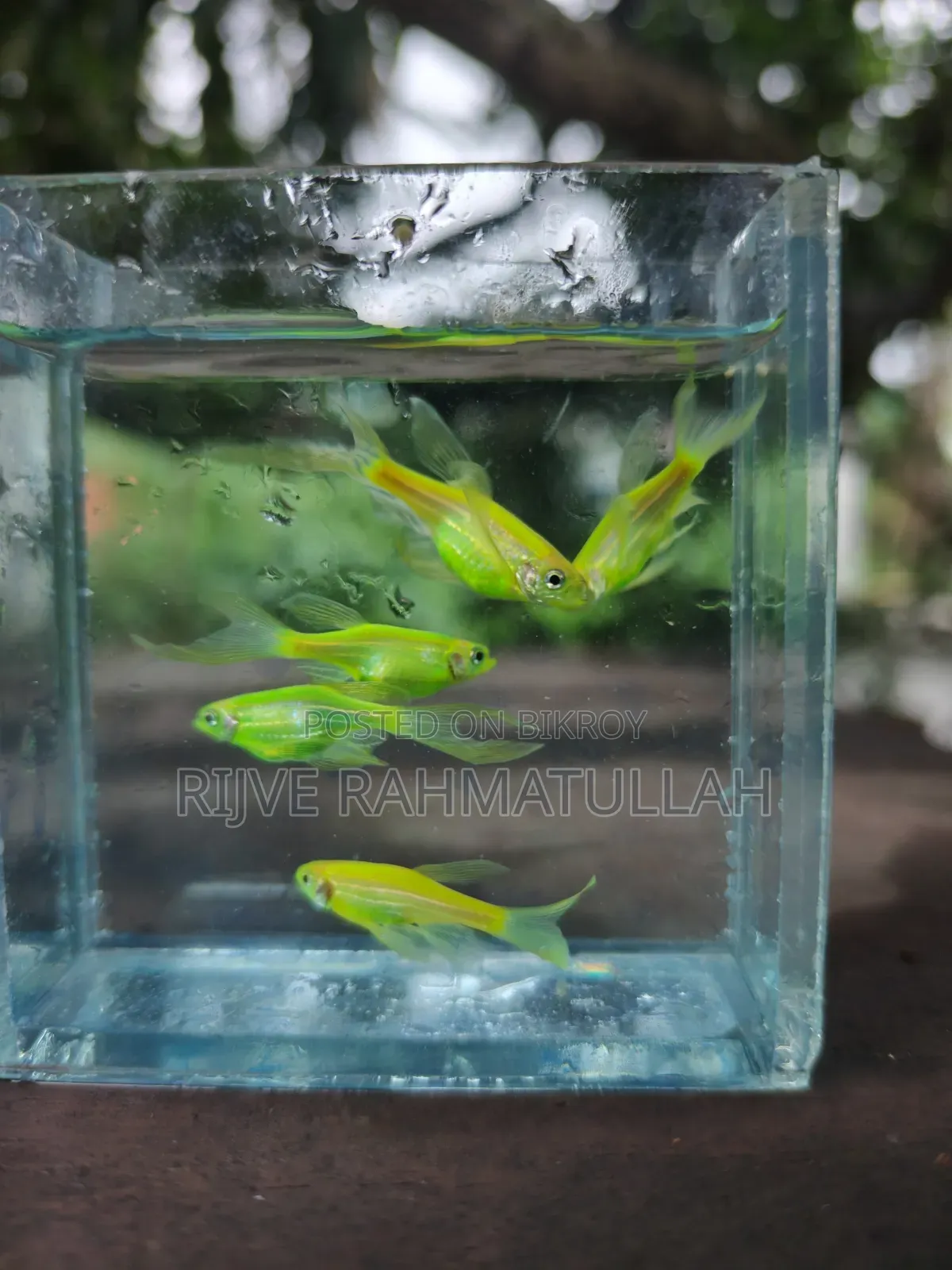 লিং ফিন জেব্রা