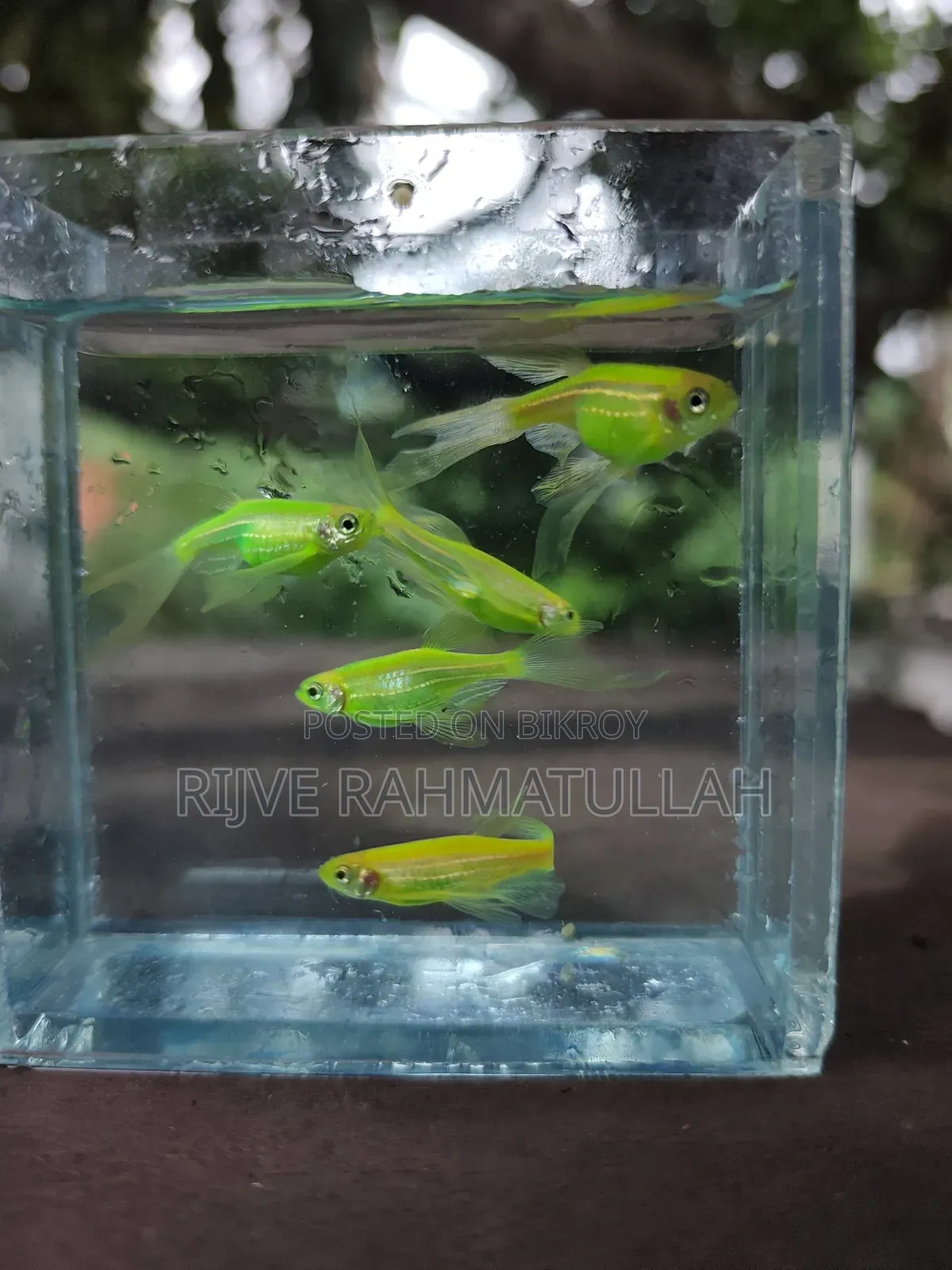 লিং ফিন জেব্রা