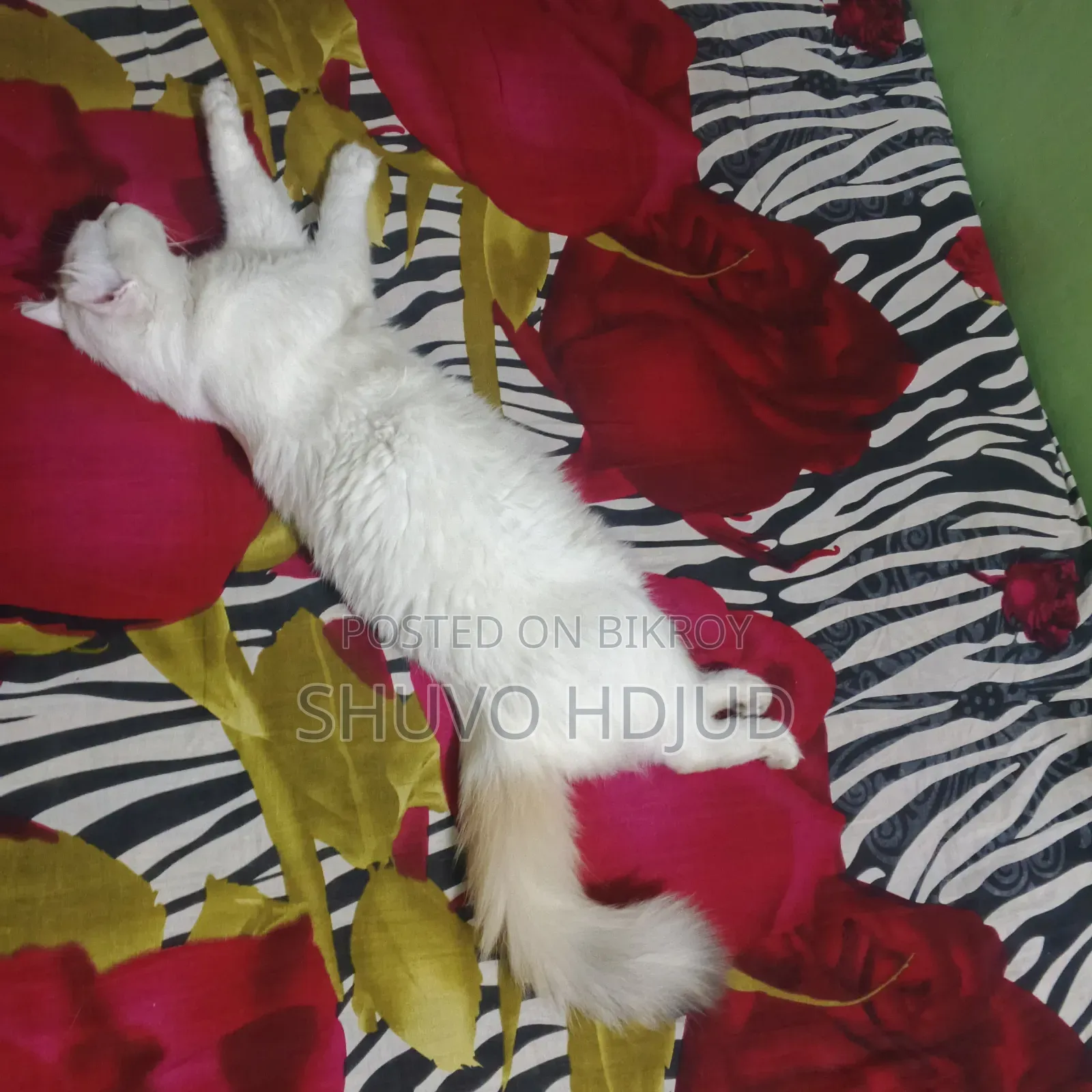 6-12 Months Male Mixed Breed Persian