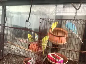 Budgerigar Bird Adult