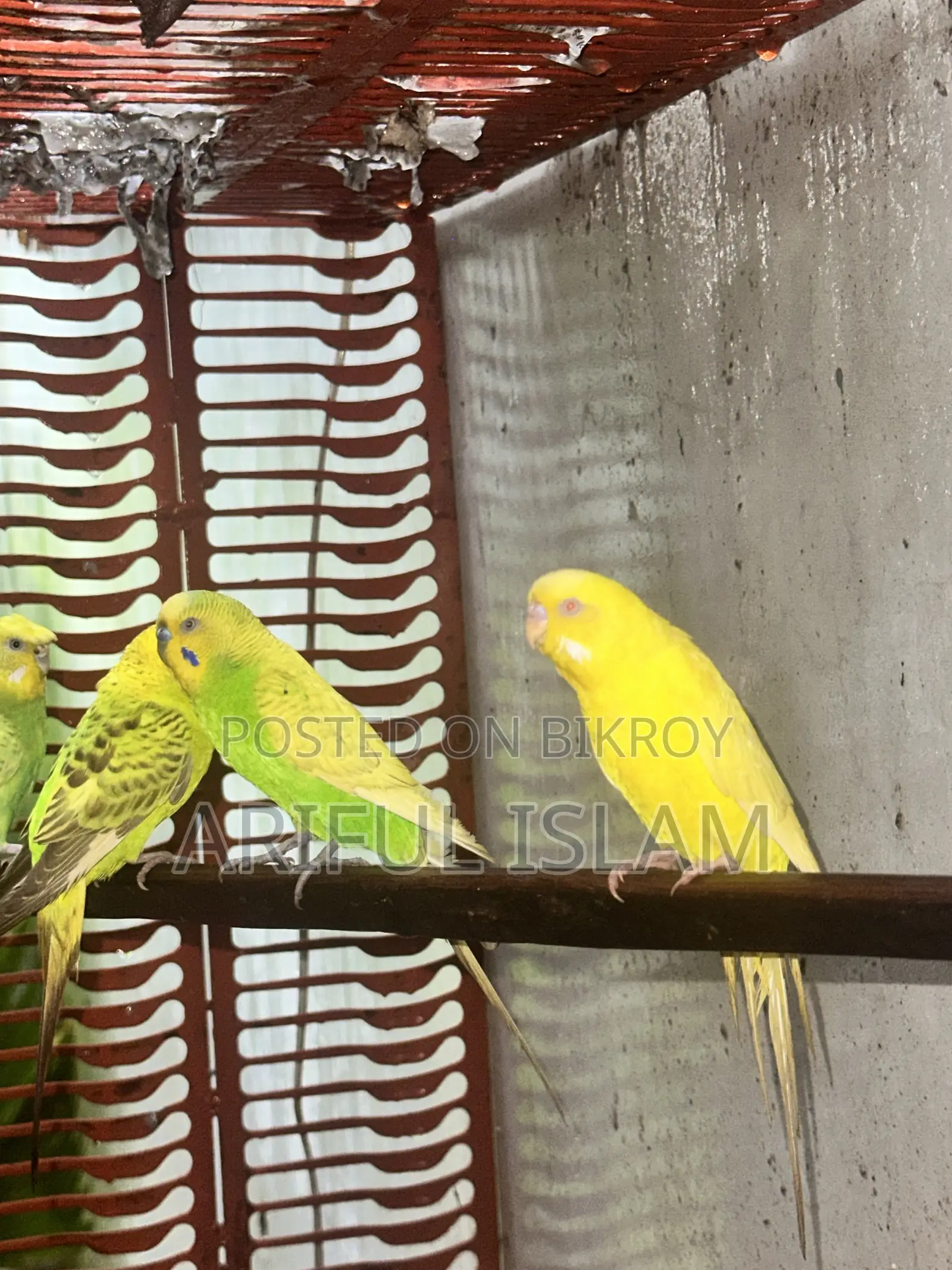 Budgerigar Bird Adult
