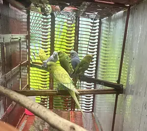 Budgerigar Bird Adult