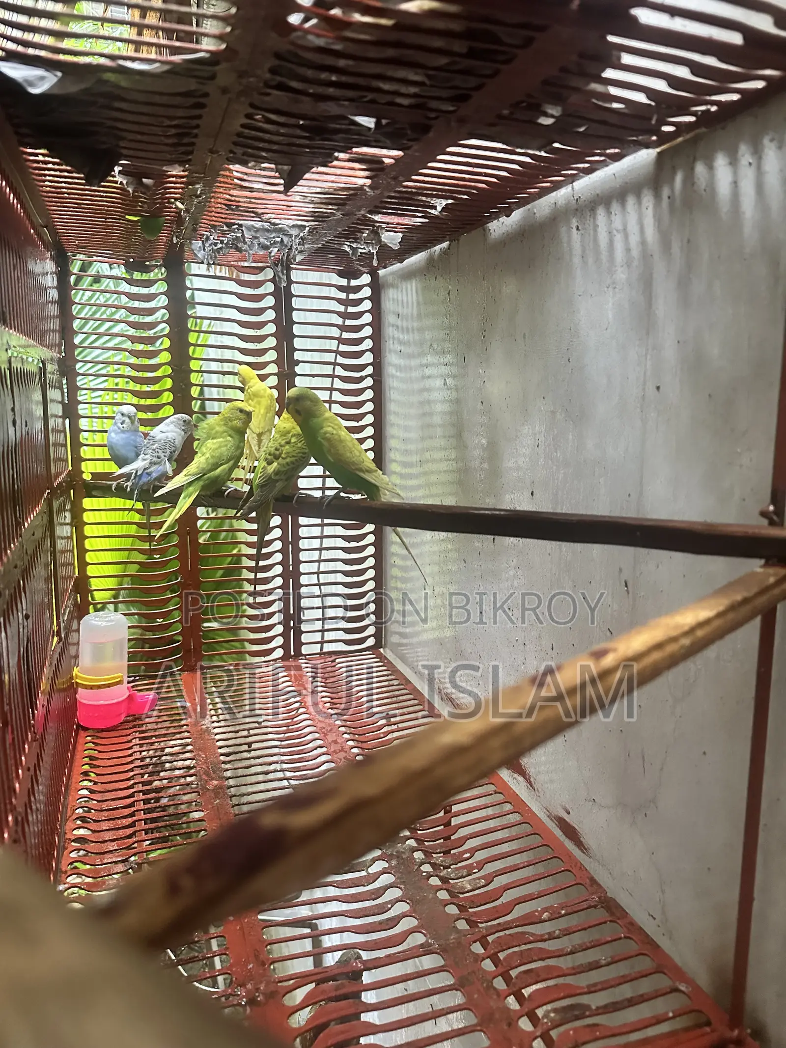 Budgerigar Bird Adult
