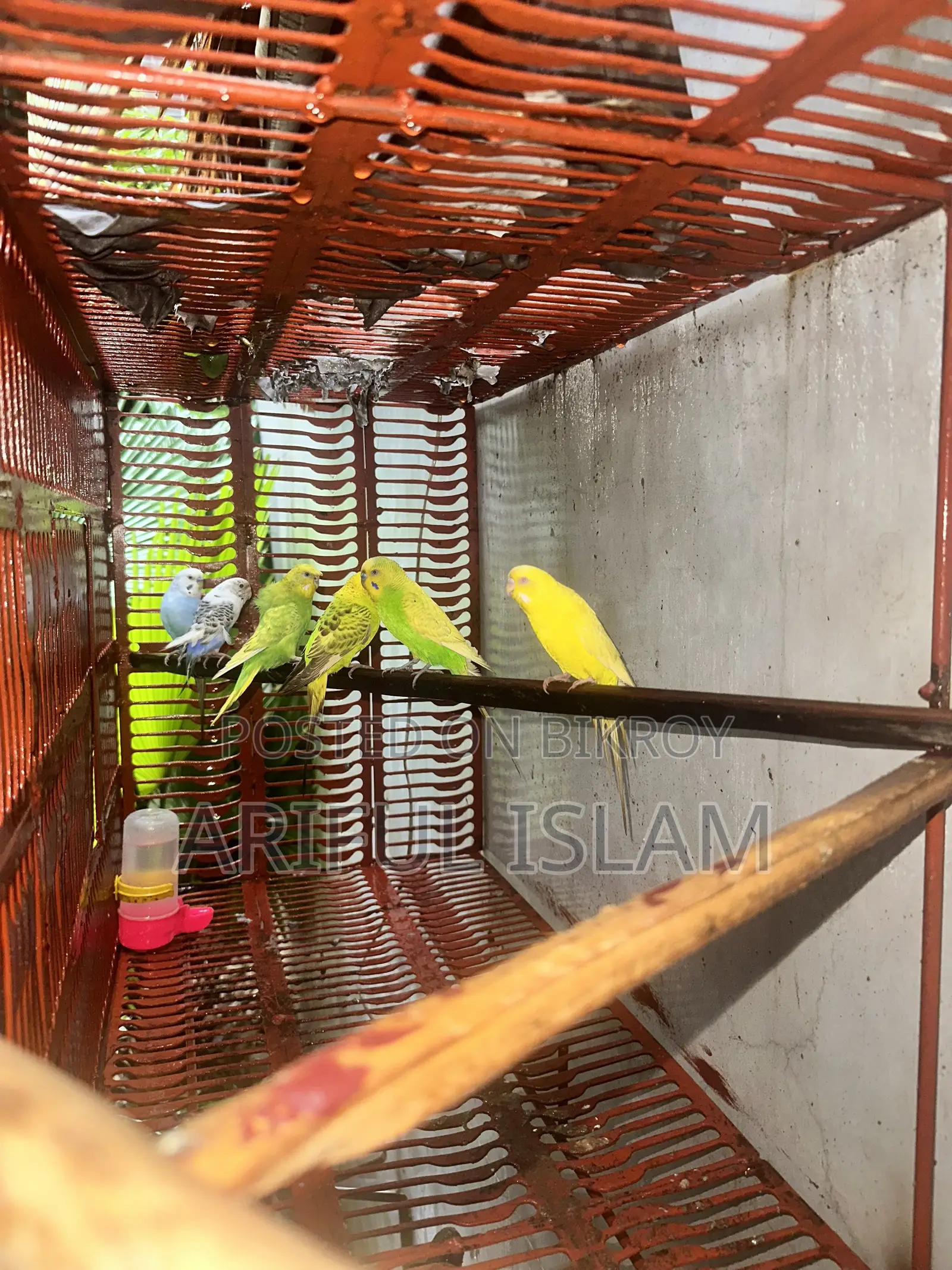 Budgerigar Bird Adult