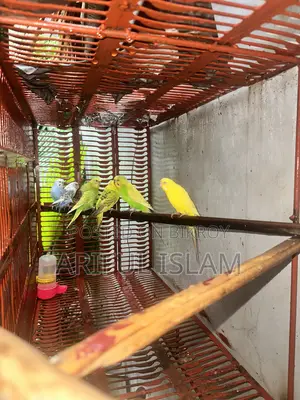 Budgerigar Bird Adult