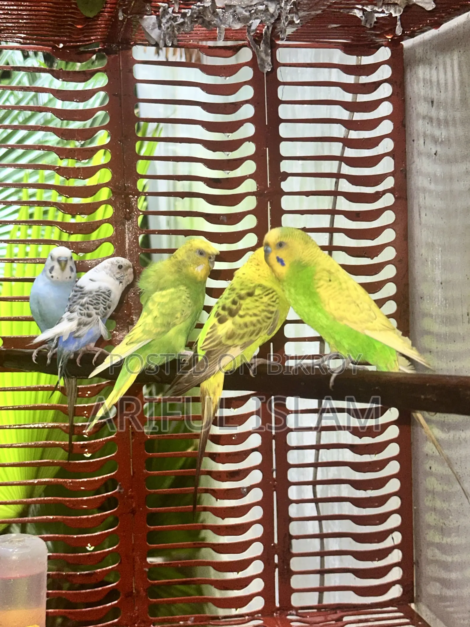 Budgerigar Bird Adult