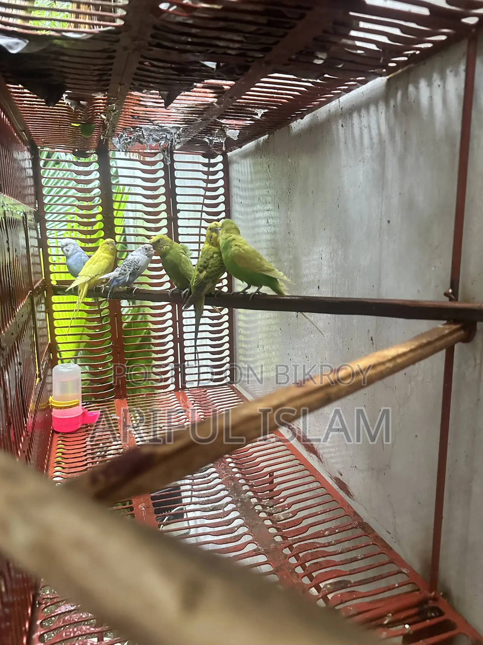 Budgerigar Bird Adult