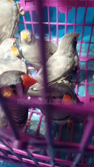 Zebra Finch for exchange