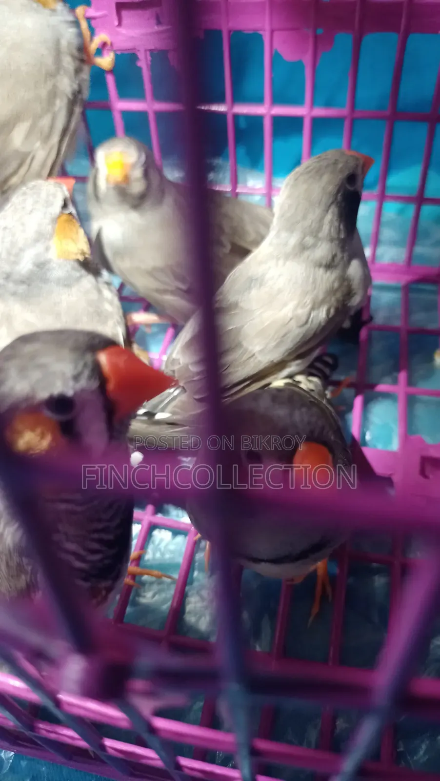 Zebra Finch for exchange