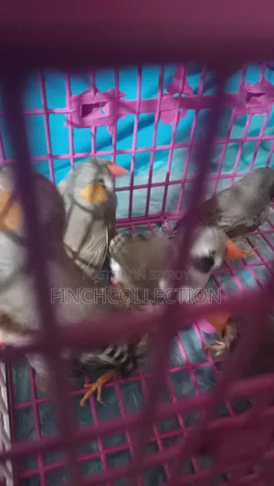 Zebra Finch for exchange