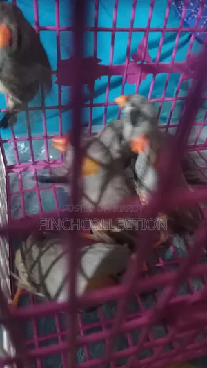 Zebra Finch for exchange