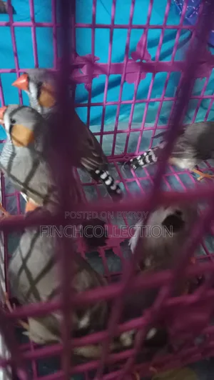 Zebra Finch for exchange