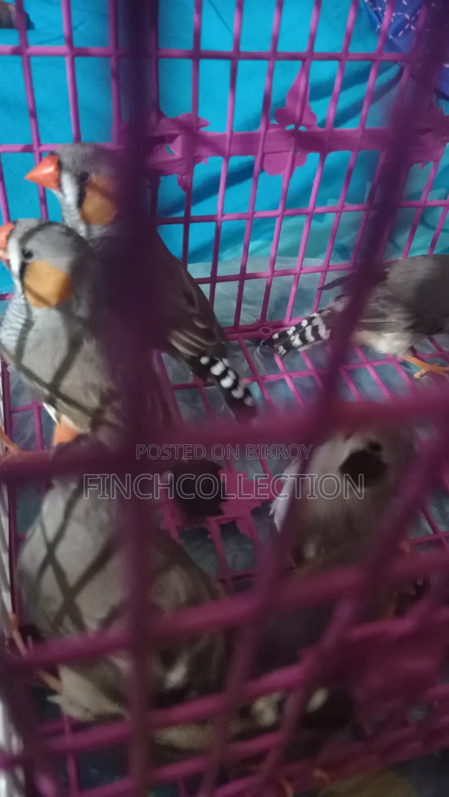 Zebra Finch for exchange