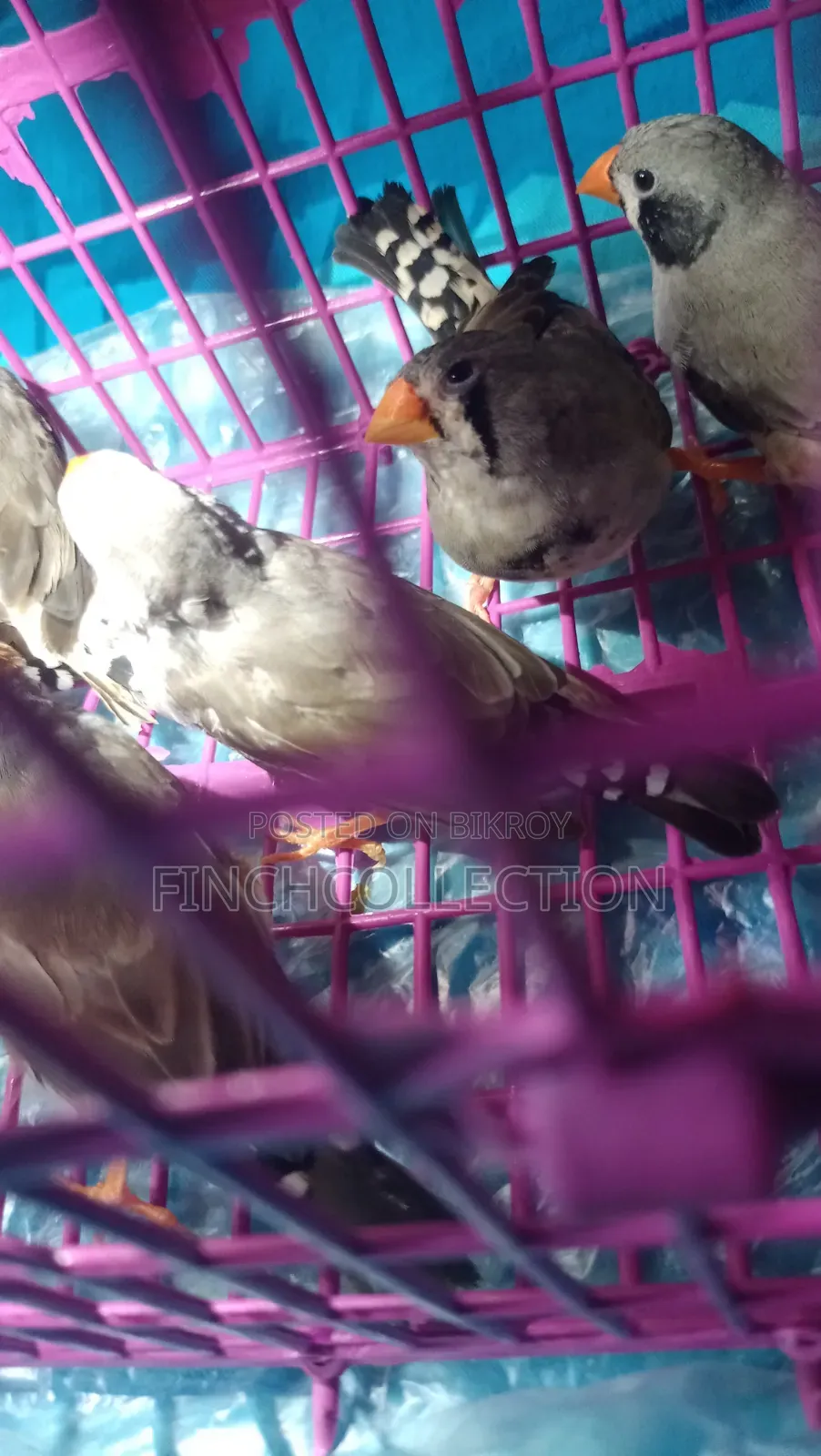 Zebra Finch for exchange