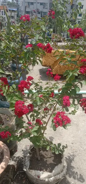 ফুরুশ ফুল গাছ