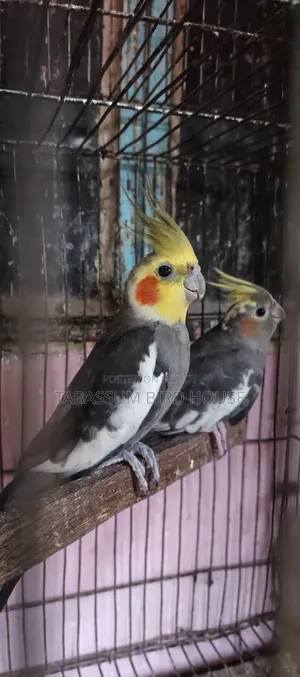 ককাটেল, পাখি