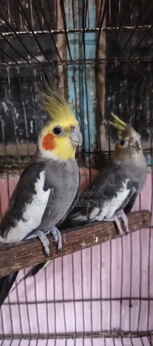 ককাটেল, পাখি