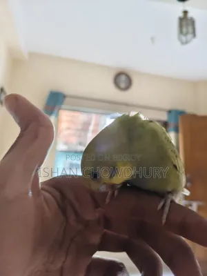 অর্ধ-পোষা বাজরিগার