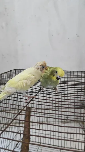 অর্ধ-পোষা বাজরিগার