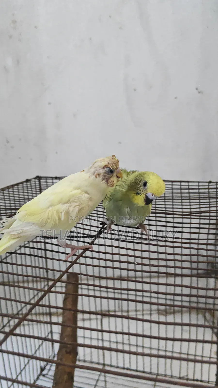 অর্ধ-পোষা বাজরিগার
