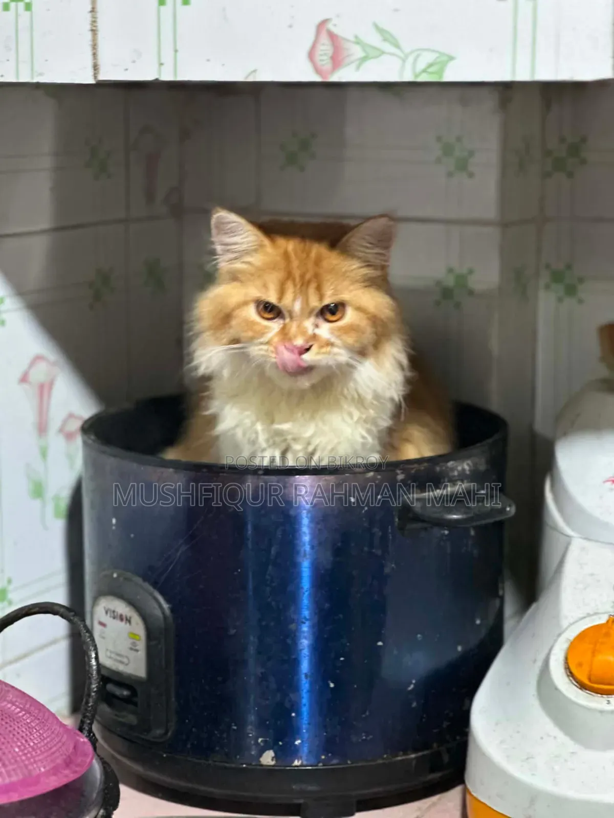 3-6 Months Male Purebred Persian