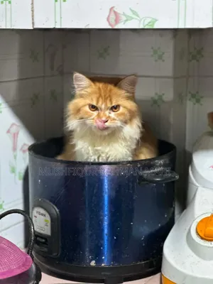 3-6 Months Male Purebred Persian