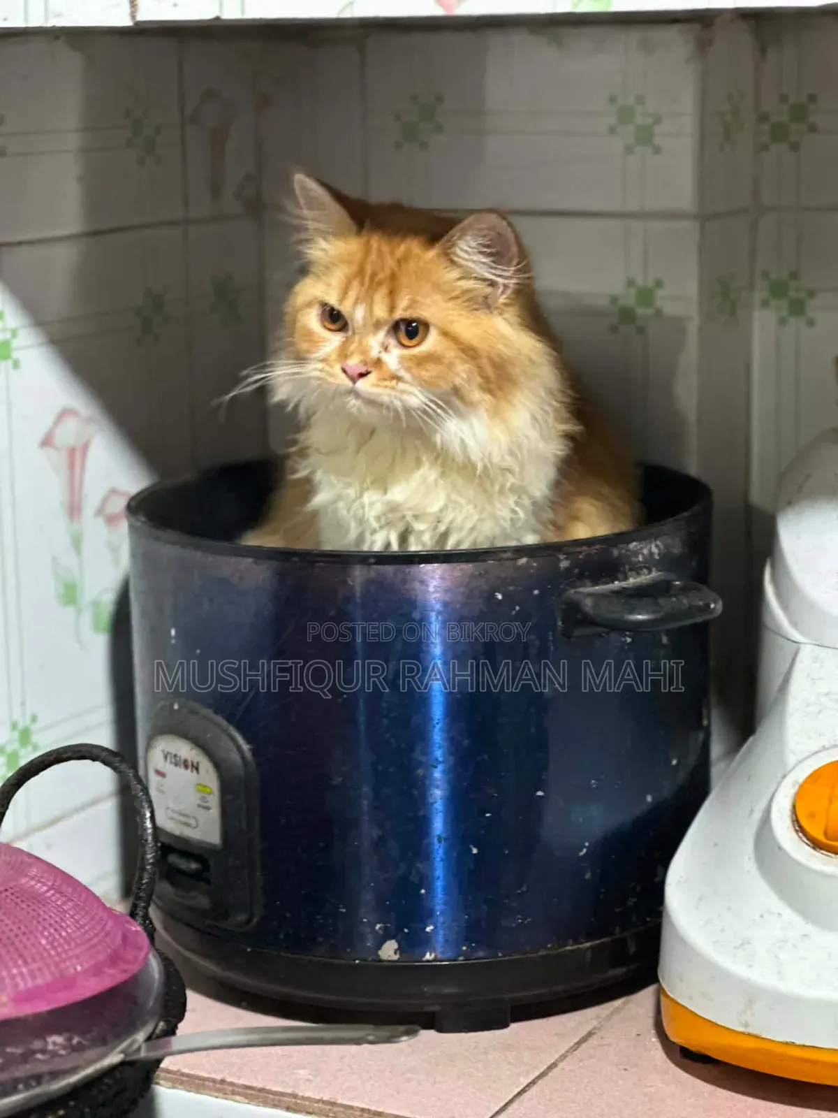 3-6 Months Male Purebred Persian