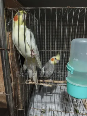Cockatiel Bird