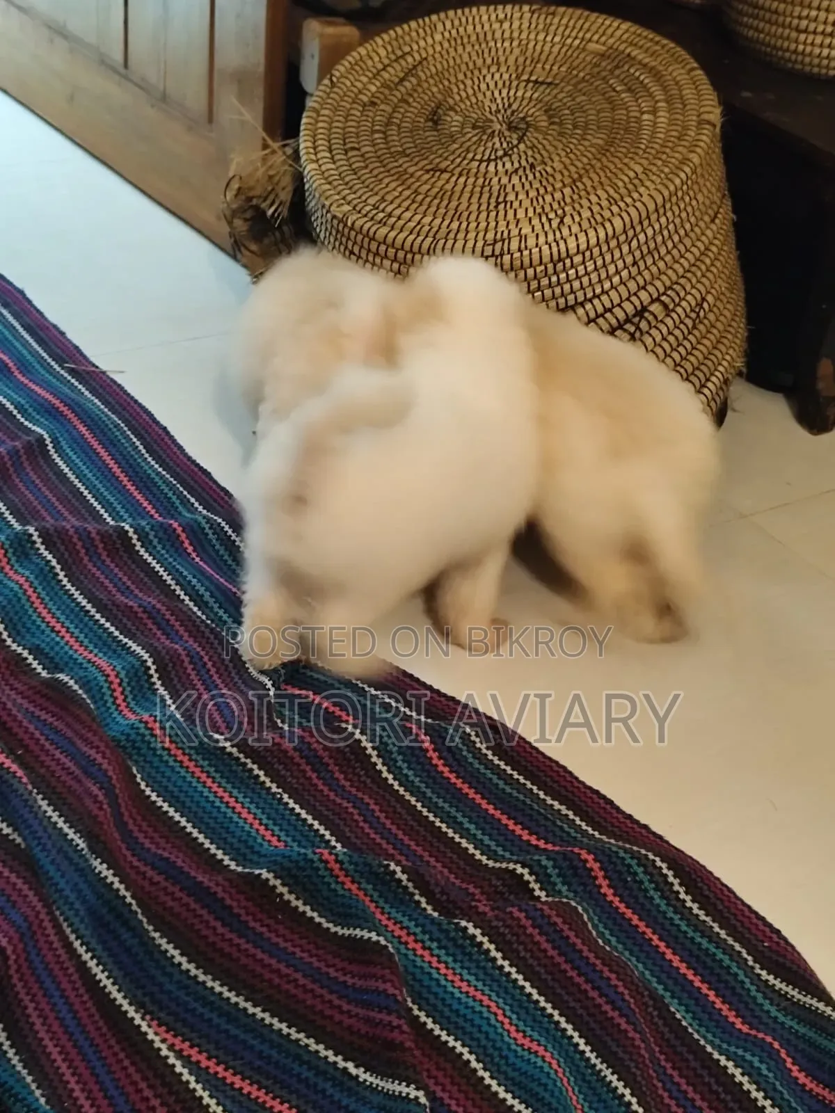 1-3 months Male Purebred Dog