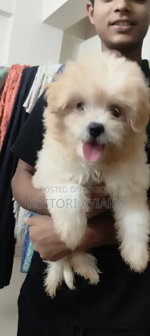 1-3 months Male Purebred Dog