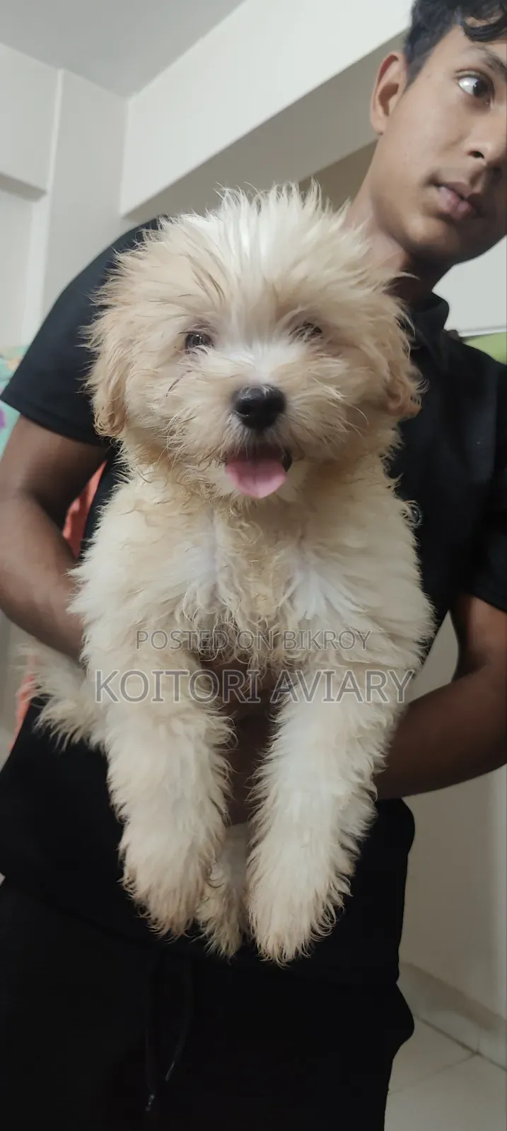 1-3 months Male Purebred Dog