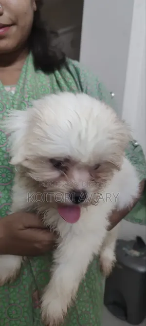 1-3 months Male Purebred Dog