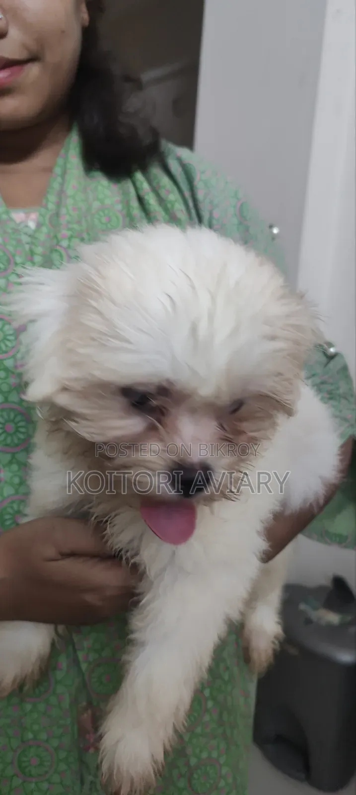 1-3 months Male Purebred Dog