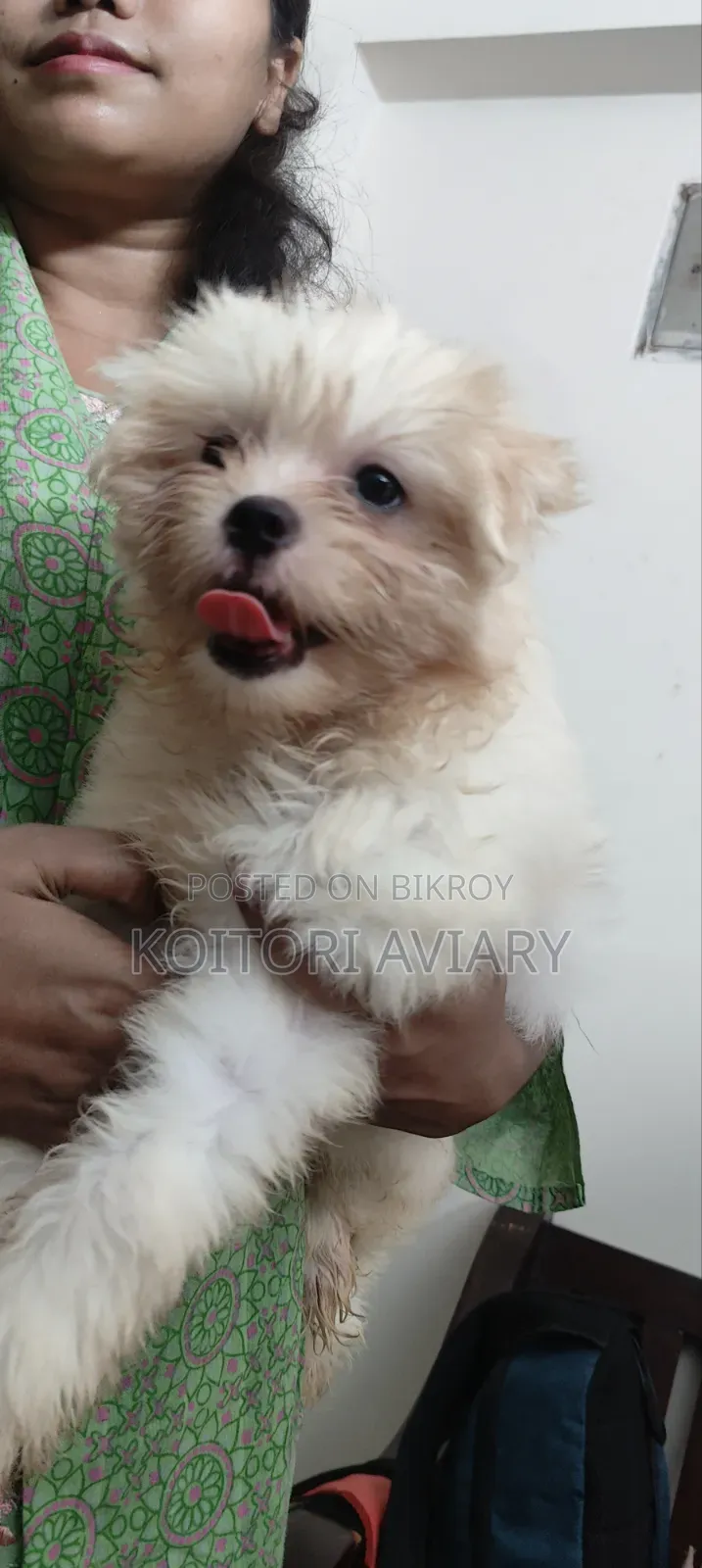 1-3 months Male Purebred Dog
