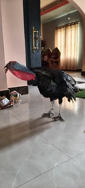টার্কি মুরগি।