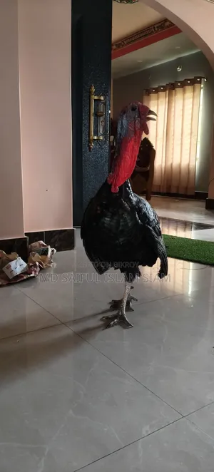 টার্কি মুরগি।
