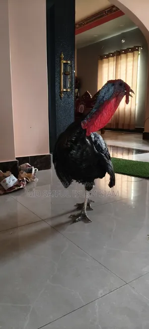 টার্কি মুরগি।