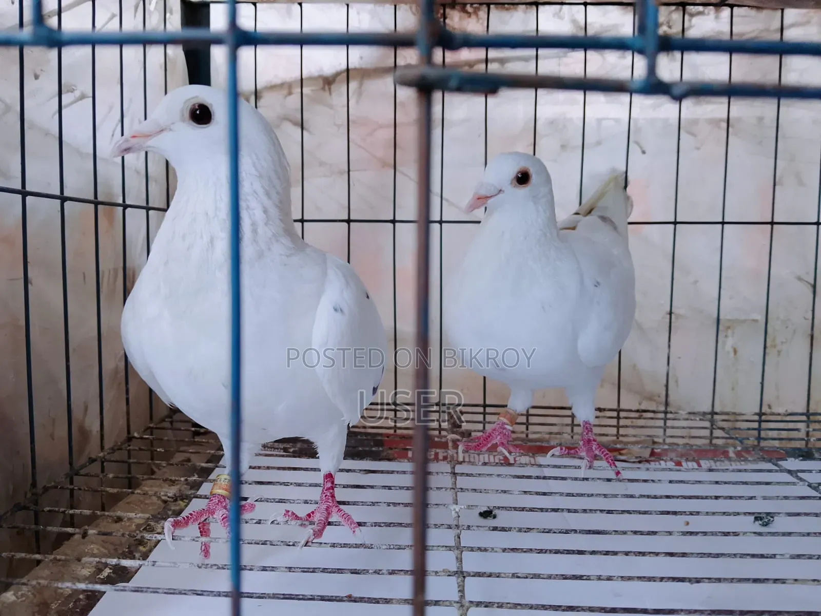 A pair of Grizzle Racer pigeons laying eggs and breeding