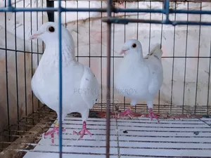 A pair of Grizzle Racer pigeons laying eggs and breeding