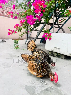 গোল্ডেন সেব্রাইট রানিং জোড়া
