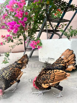 গোল্ডেন সেব্রাইট রানিং জোড়া