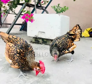 গোল্ডেন সেব্রাইট রানিং জোড়া