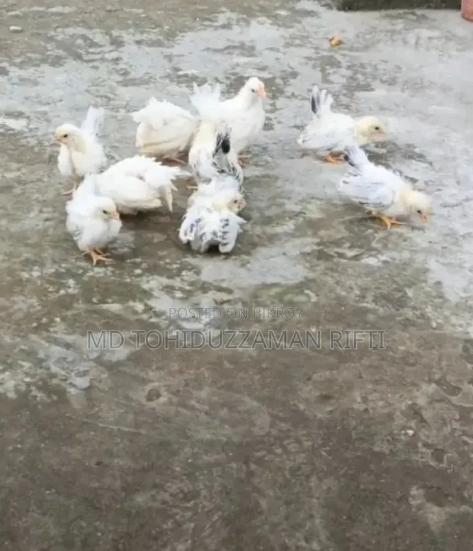 জাপানিজ বেনথাম মুরগীর বাচ্চা
