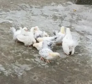 জাপানিজ বেনথাম মুরগীর বাচ্চা