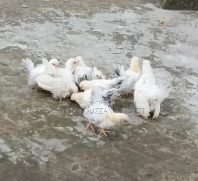 জাপানিজ বেনথাম মুরগীর বাচ্চা