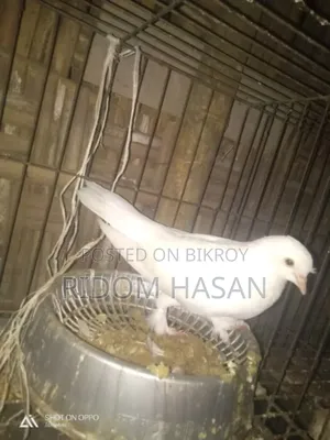 ফ্লাইং আর কাগজি